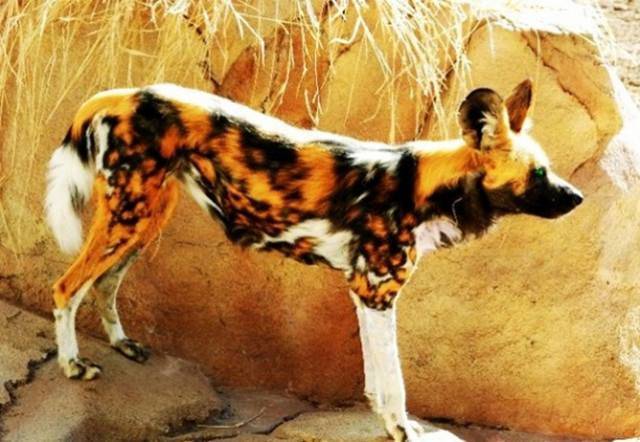 Гиеновая собака: внешний вид, фото, особенности, интересные факты, среда обитания