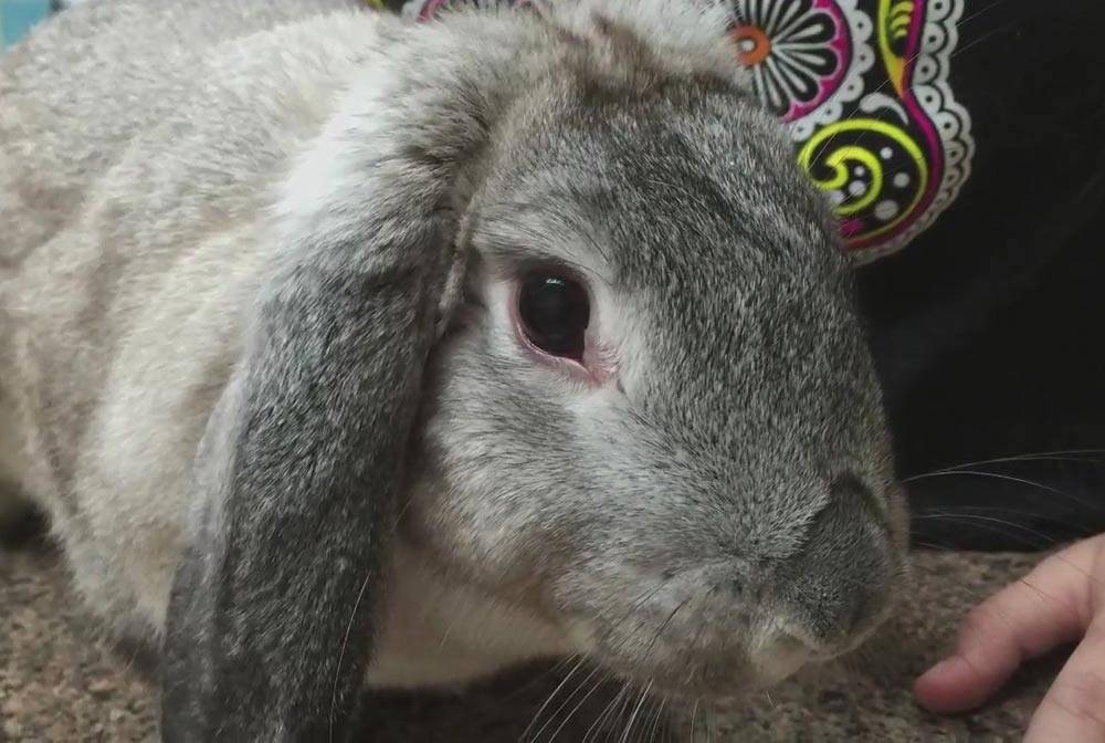 Болезни глаз у кроликов