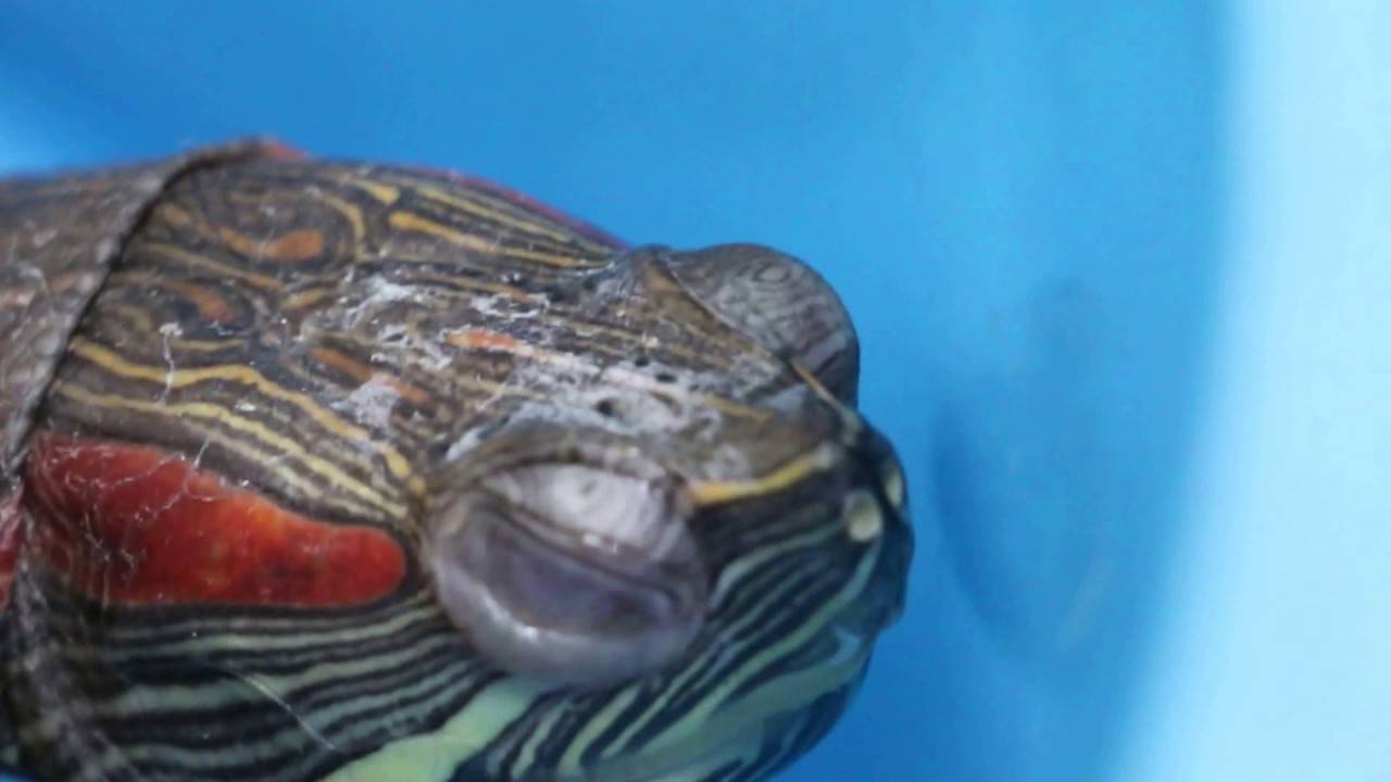 Болезни глаз у красноухих черепах по версии ветеринарной клиники родентовет