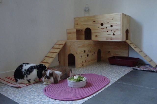 Домик для декоративного кролика, типы конструкций, место расположения, особенности содержания, правила ухода