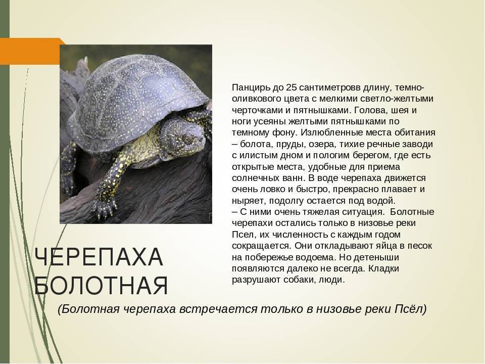 Болотная черепаха. описание, особенности, виды, образ жизни и среда обитания пресмыкающегося | живность.ру