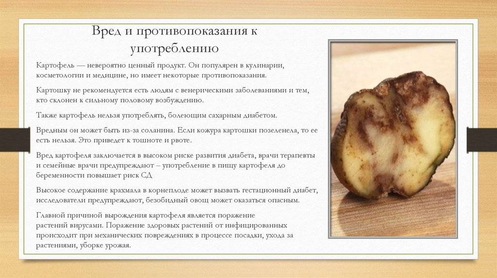 Можно ли хомякам свеклу - вареную, сырую, свекла для джунгарских и сирийских хомячков