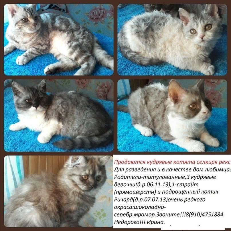 Как продать котят быстро: на что обратить внимание