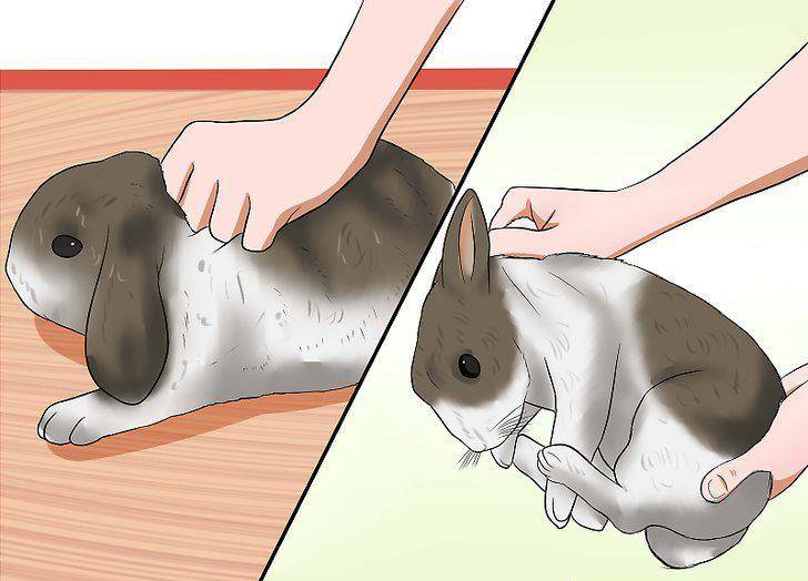 Виды шлеек для кроликов, как правильно надеть их на питомца и как приучить кролика к шлейке