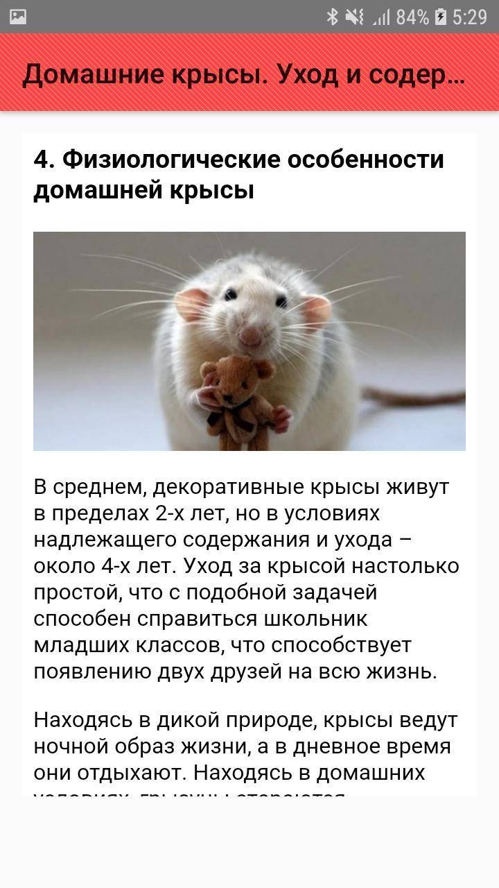 Болезни домашних декоративных крыс и их лечение