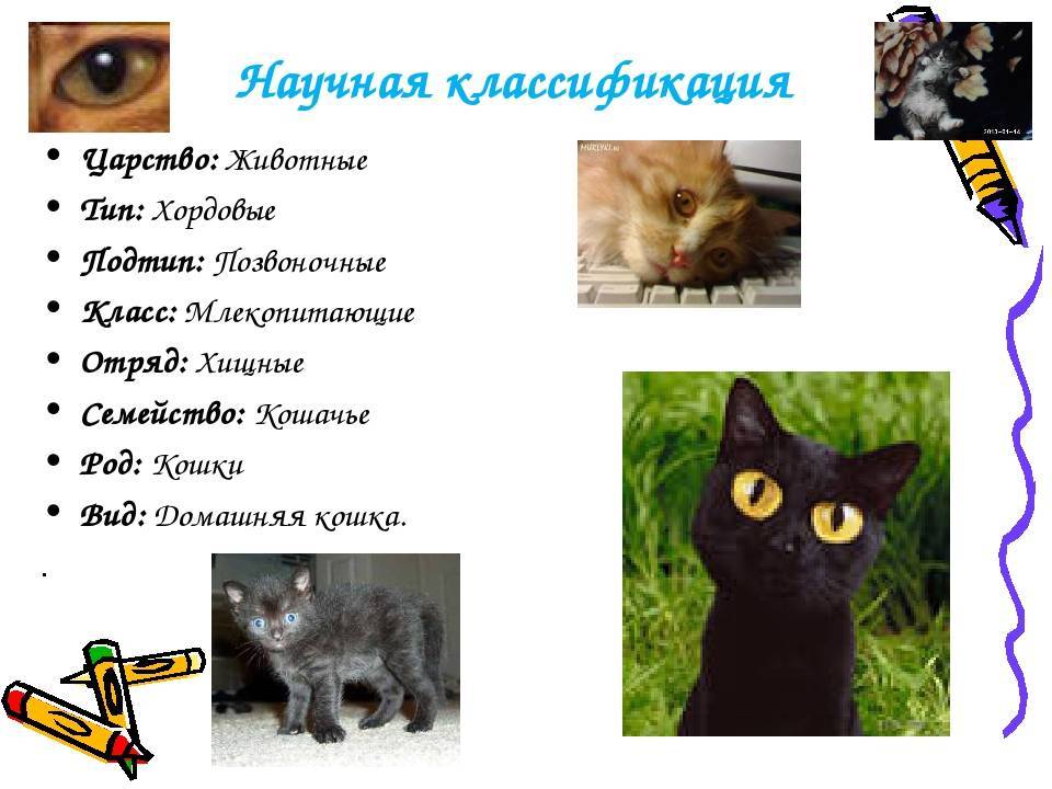 Домашняя кошка: описание, история появления, характер, уход, фото, видео