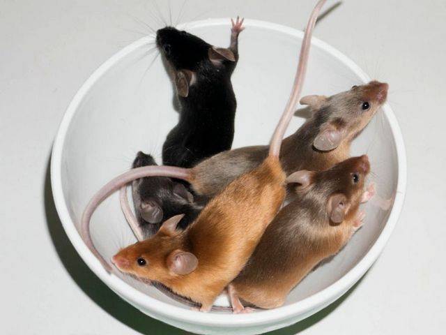 Декоративные мыши | мои домашние питомцы