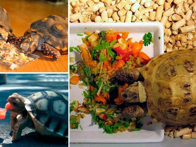 Чем можно и нельзя кормить красноухих черепах?