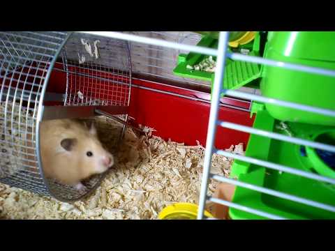 Как приручить хомяка к рукам