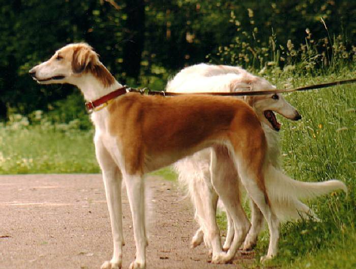Охотничьи породы собак: разновидности, описание и характеристики