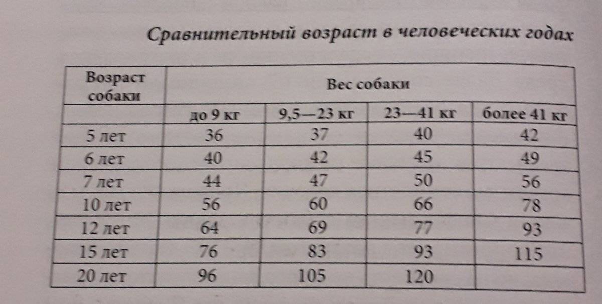 Возраст собаки по человеческим меркам - таблица
