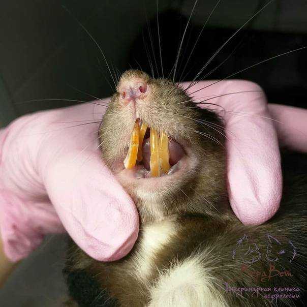 Почему декоративная крыса стучит и скрипит зубами, когда её гладят; что это значит, когда питомец скрежещет зубами и выпучивает глаза