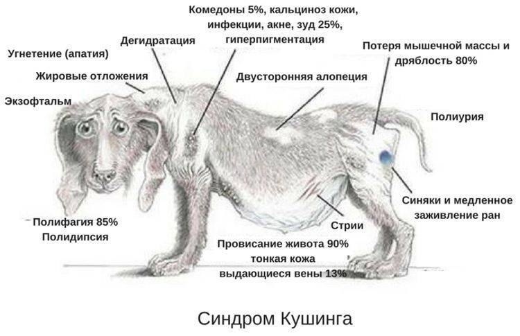 Гистиоцитома у собак на лапе: симптомы, причины, лечение, как лечить