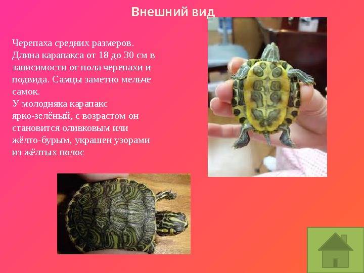 Определить вид черепахи по фото онлайн