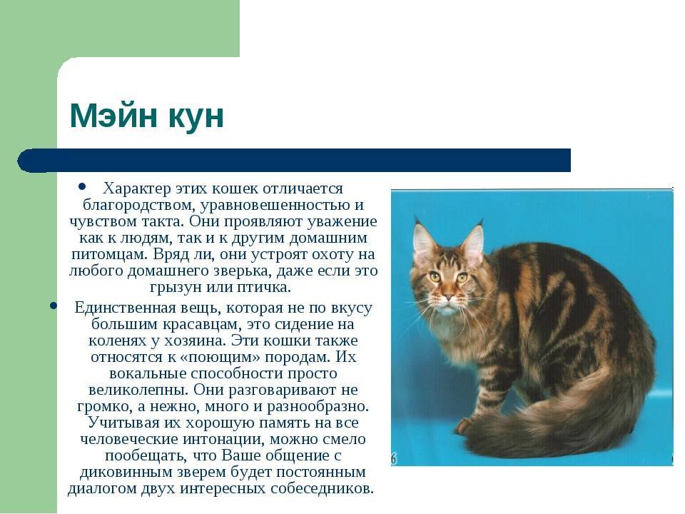 Все о сибирской голубой кошке: описание окрасов, характер, уход за питомцем