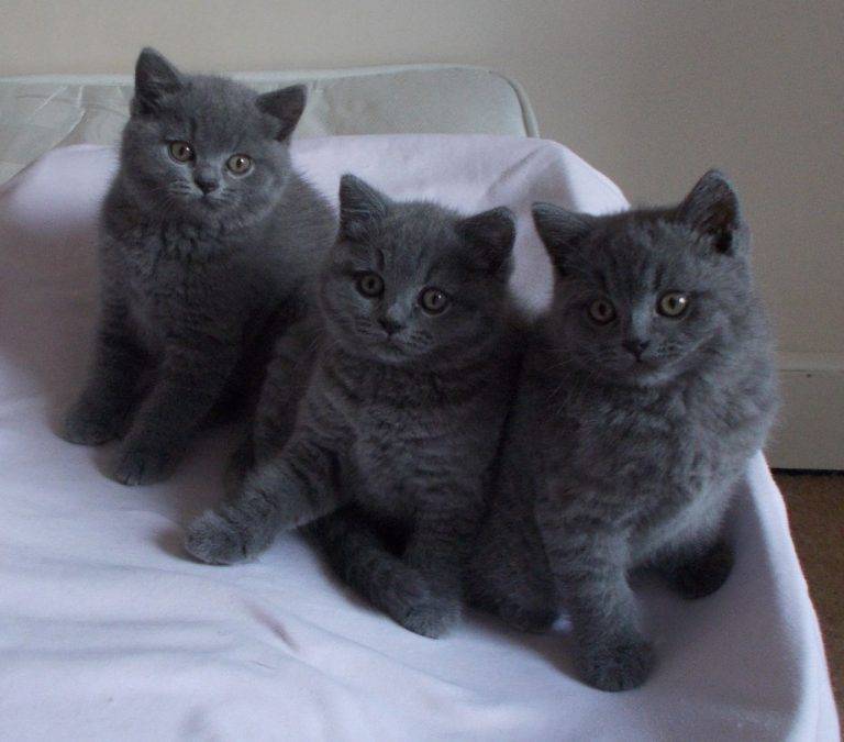 Как назвать серого котенка мальчика