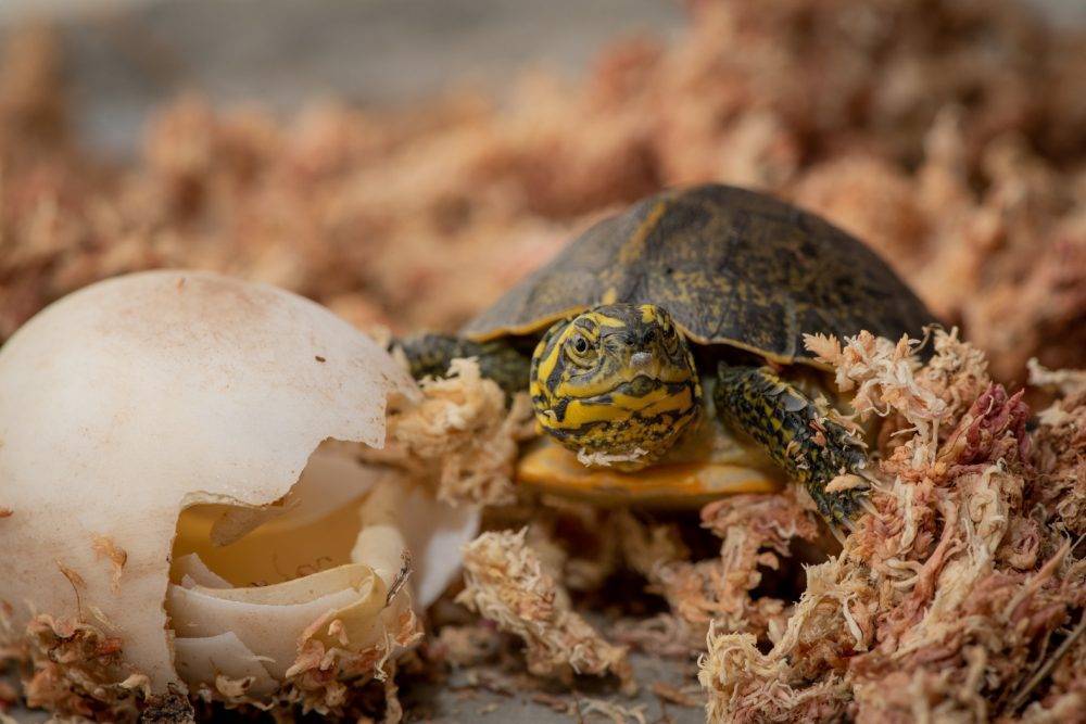 Черепаха — строение тела, ареал обитания, рацион, содержание дома, размножение, уход + 80 фото