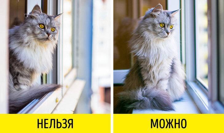 7 ошибок хозяина, которые сокращают жизнь питомцу