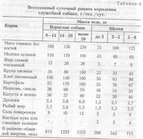 Чем кормить той терьера и как за ним ухаживать?