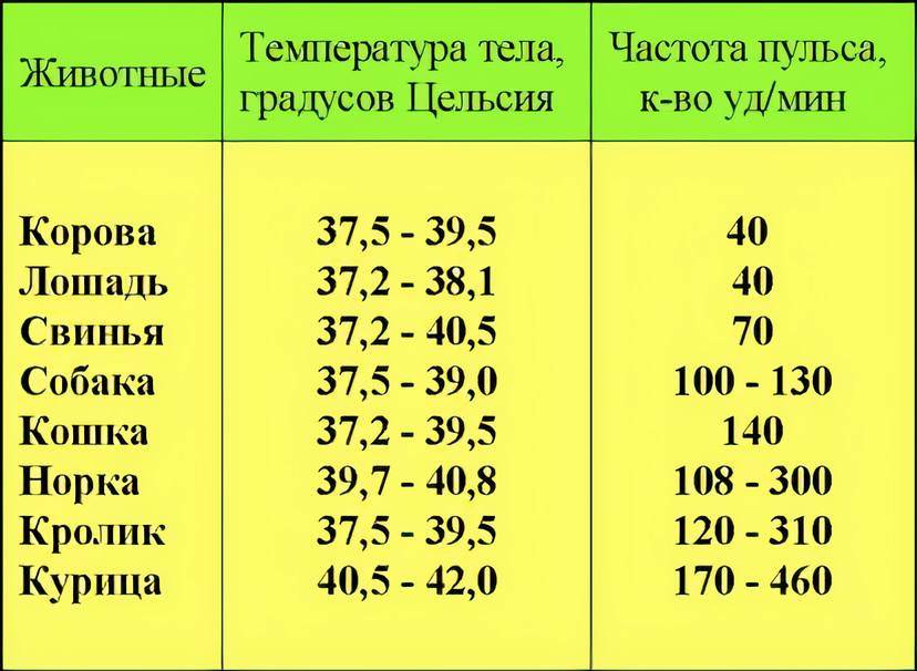 Температура тела — важный показатель физиологии собаки | блог ветклиники "беланта"