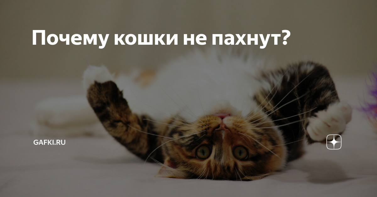 Эксперт назвал 6 запахов, которые ненавидят кошки: новости, животные, кошка, запах, кошки, животное, эксперты, домашние животные