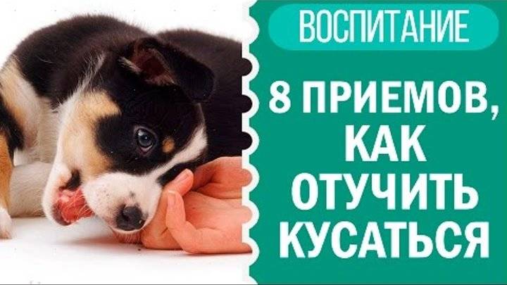 Почему щенки кусают хозяев за руки и ноги: способы отучения собаки