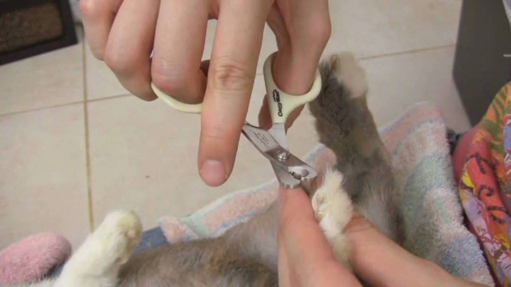 Как подстричь кролику когти в домашних условиях: как сделать это правильно, пошаговая инструкция, видео