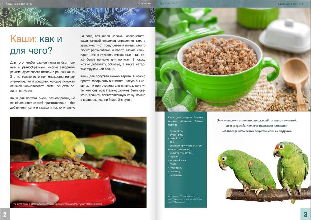 Понос у попугая: причины и лечение в домашних условиях