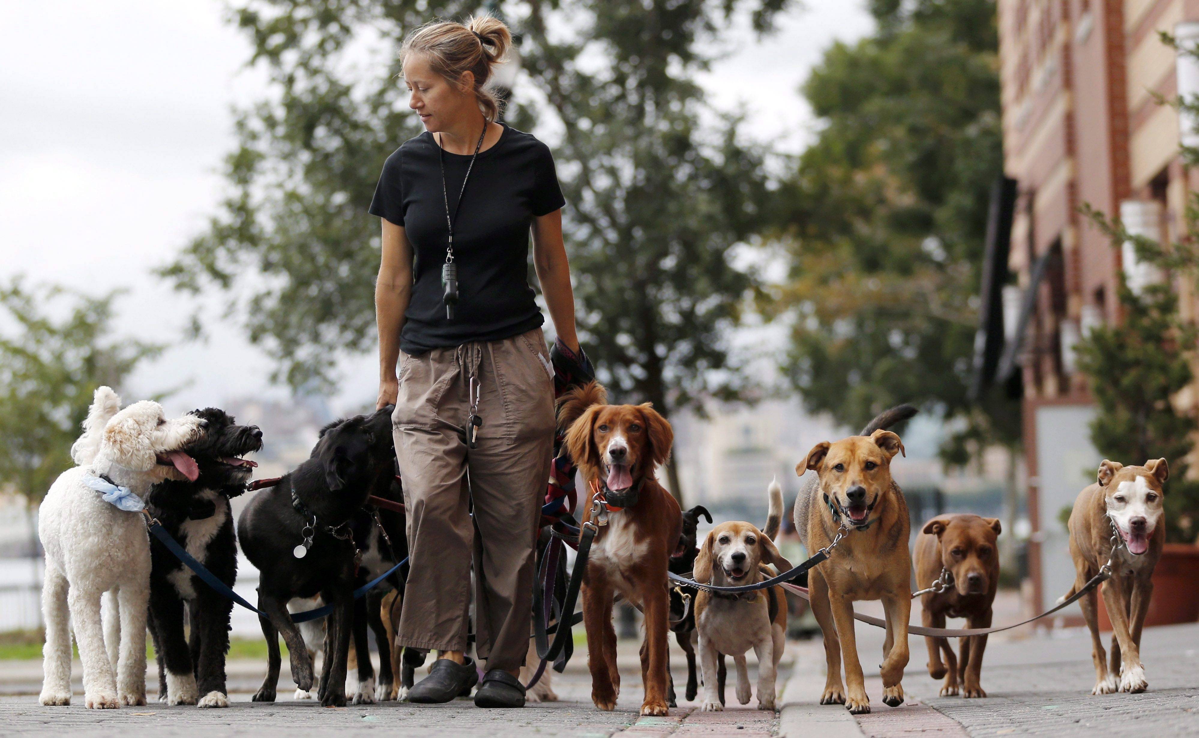 Самые верные собаки — топ 25: самые интересные истории о преданных собаках