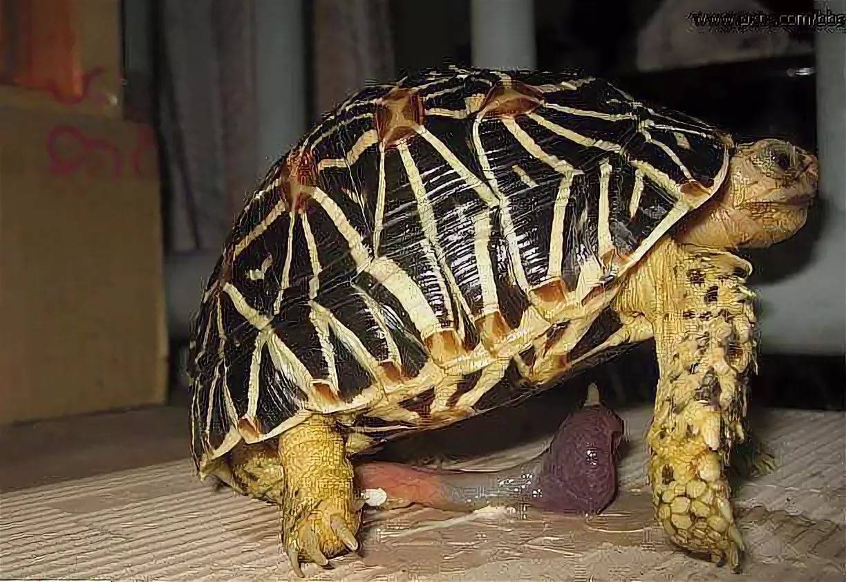 10 фактов о черепахах: правда, мифы и другие тонкости