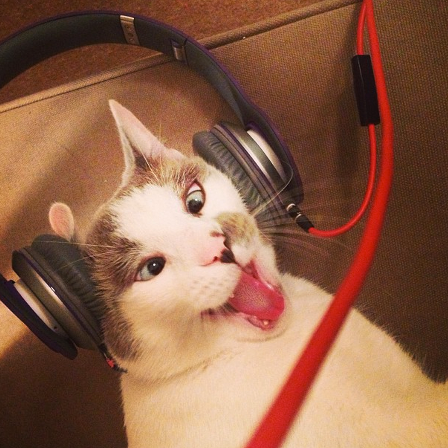 Звуки, которых боятся кошки - слушать онлайн, скачать mp3, топ самых страшных звуков