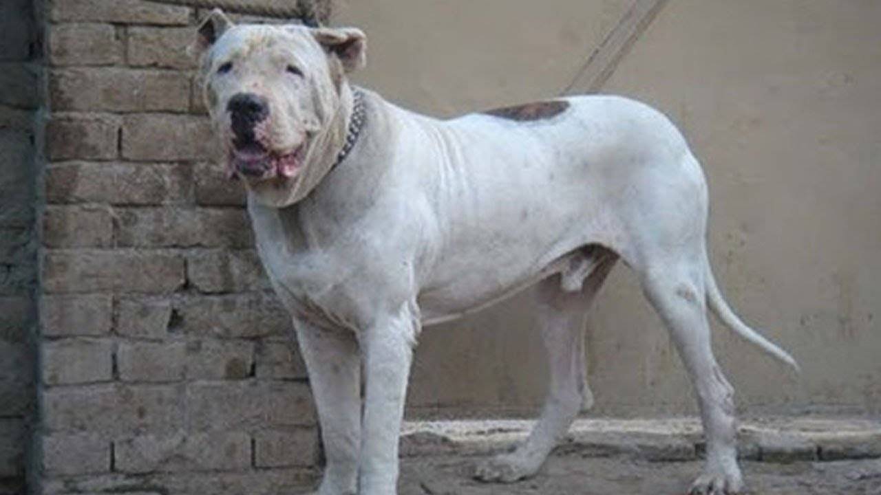ᐉ булли кутта (пакистанский мастиф) — фото, описание породы собак, особенности - getzoofood.ru