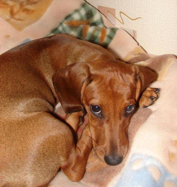 Причины желтой или рыжей мочи у щенка или взрослой собаки с коричневым оттенком