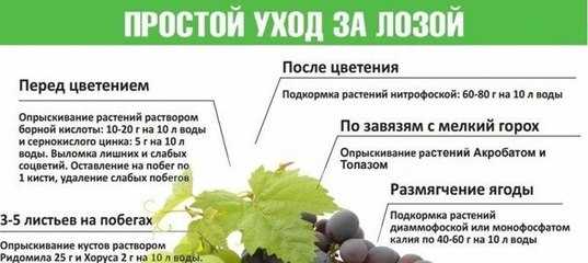 Можно ли давать кроликам виноград, листья и лозу