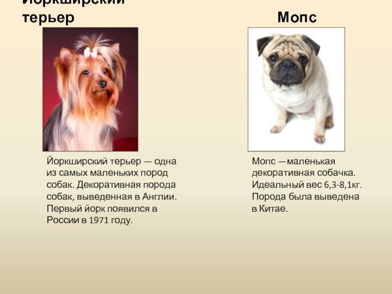 Мопс — фото собаки, описание породы, характер