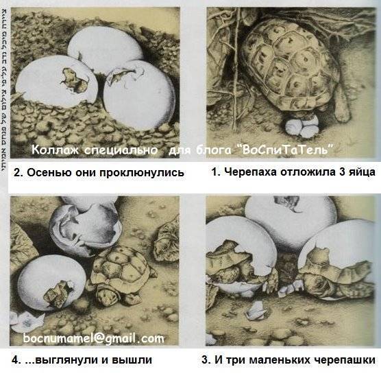 Размножение морских и сухопутных черепах | блог ветклиники "беланта"
