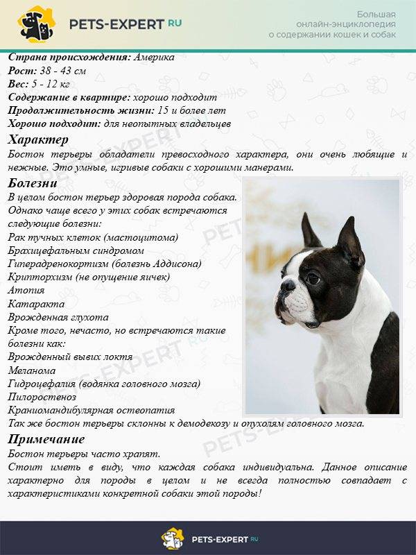 Французский бульдог девочки вес. Стандарты Бостон терьера вес. Бостон терьер стандарт породы РКФ. Вес щенка Бостон терьера по месяцам. Бостон терьер вес в 3 месяца.