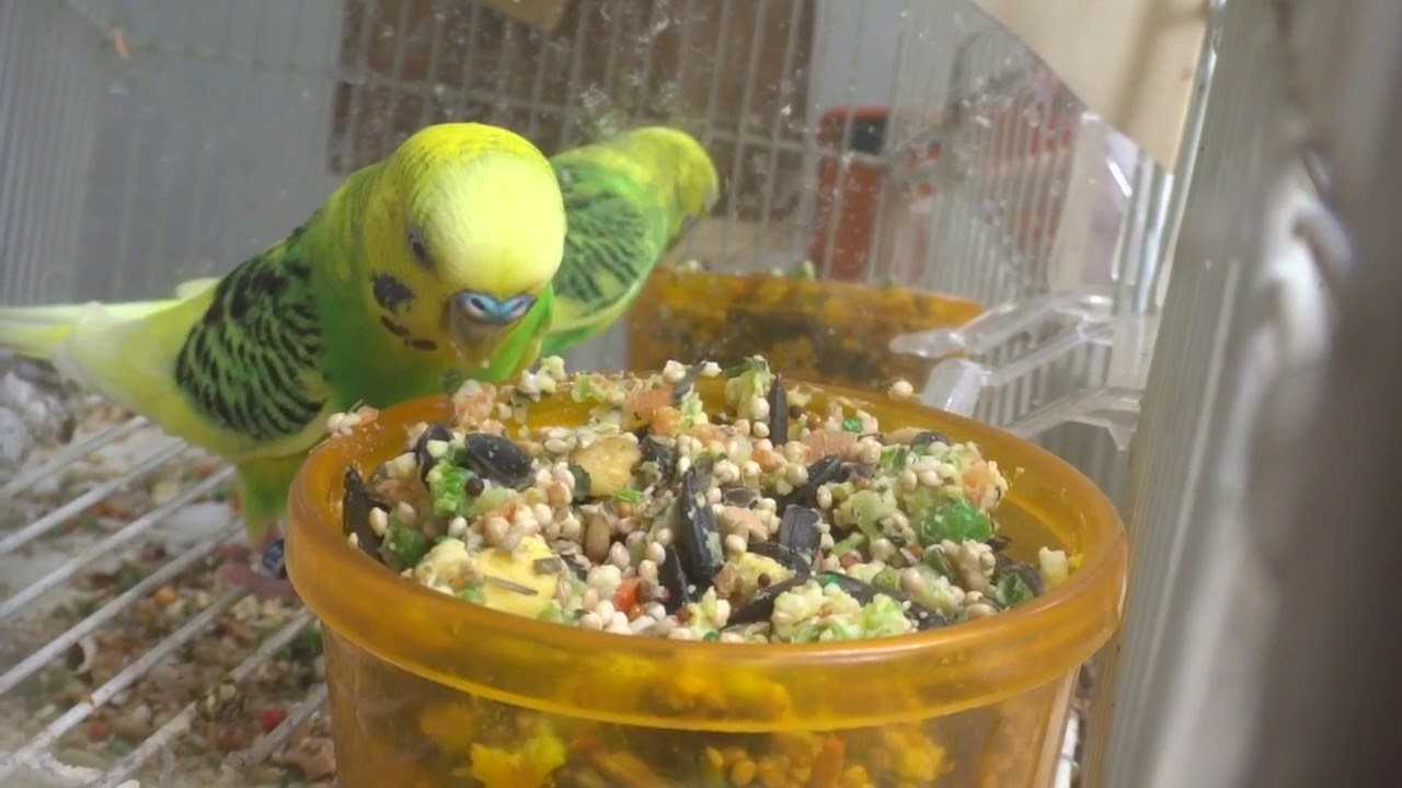 Что едят волнистые попугаи в домашних условиях?