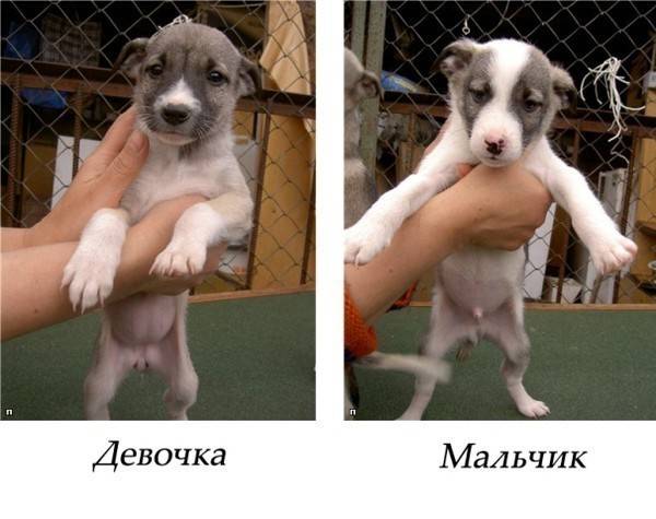 ᐉ как различить щенка мальчика от девочки? - zoomanji.ru