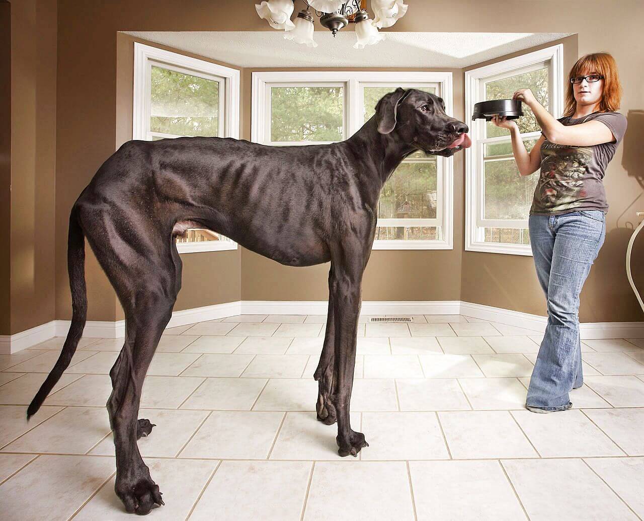 Самая дорогая собака в мире: элитные породы с фотографиями и названиями