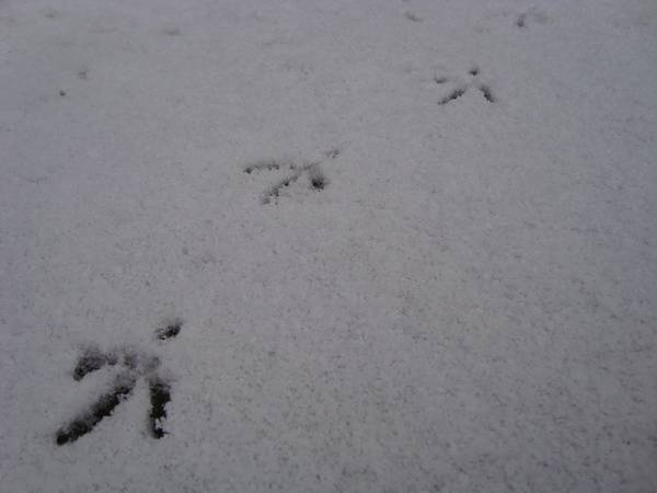 Следы рыси на снегу: как выглядят и о чем могут рассказать?