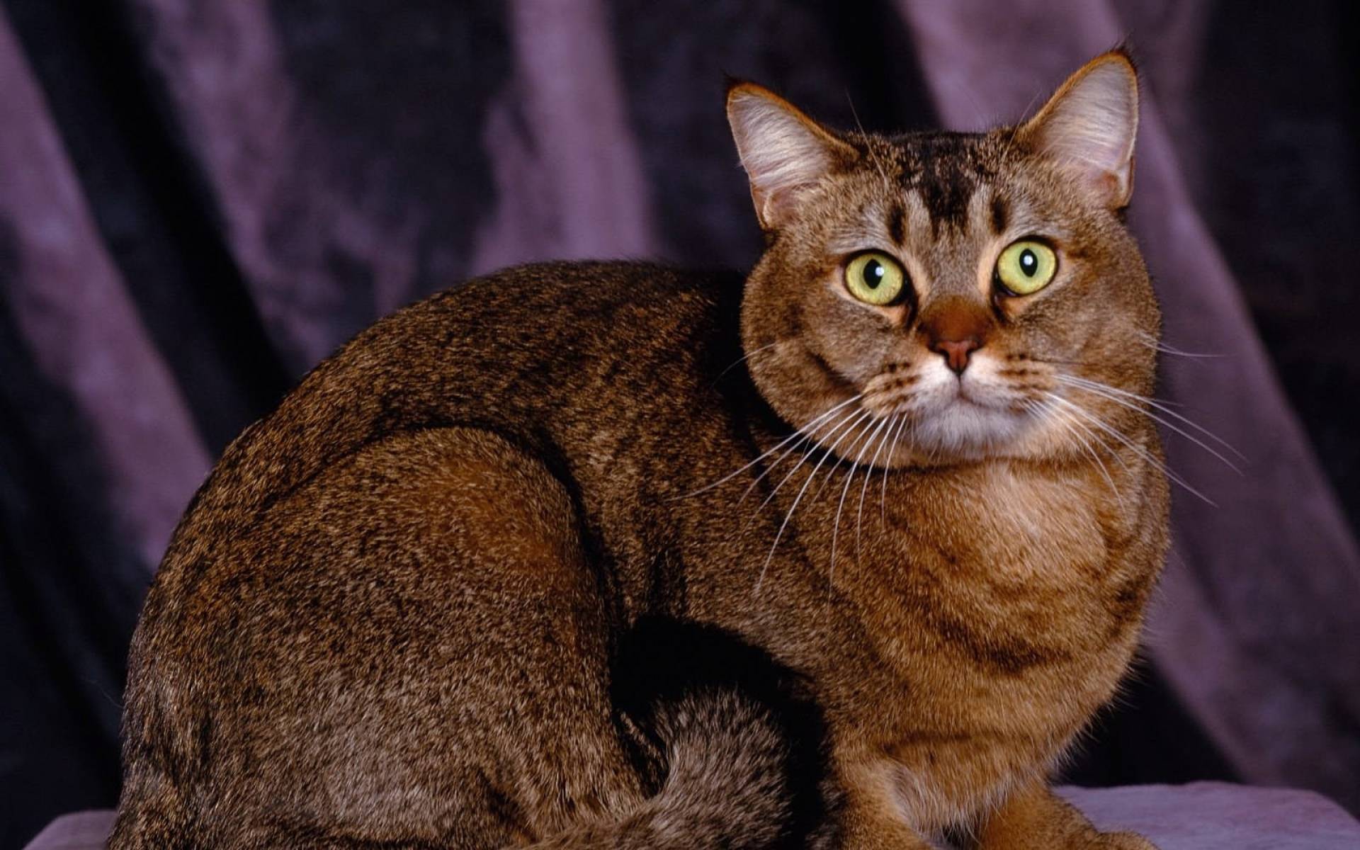 10 самых красивых пород домашних кошек, в чьём совершенстве не сможет усомниться даже ярый собачник