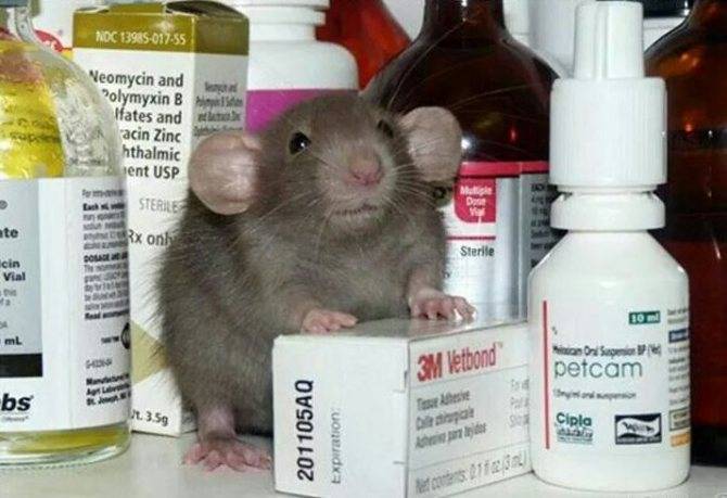 Применение и дозировки лекарственных препаратов для крыс