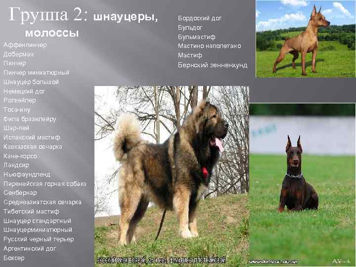 Породы собак с фотографиями и названиями описание породы