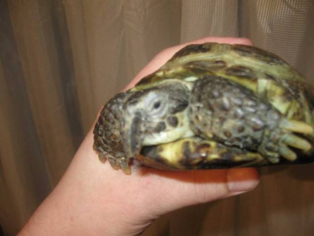 Болезни красноухой черепахи: лечение и симптомы (видео, фото)