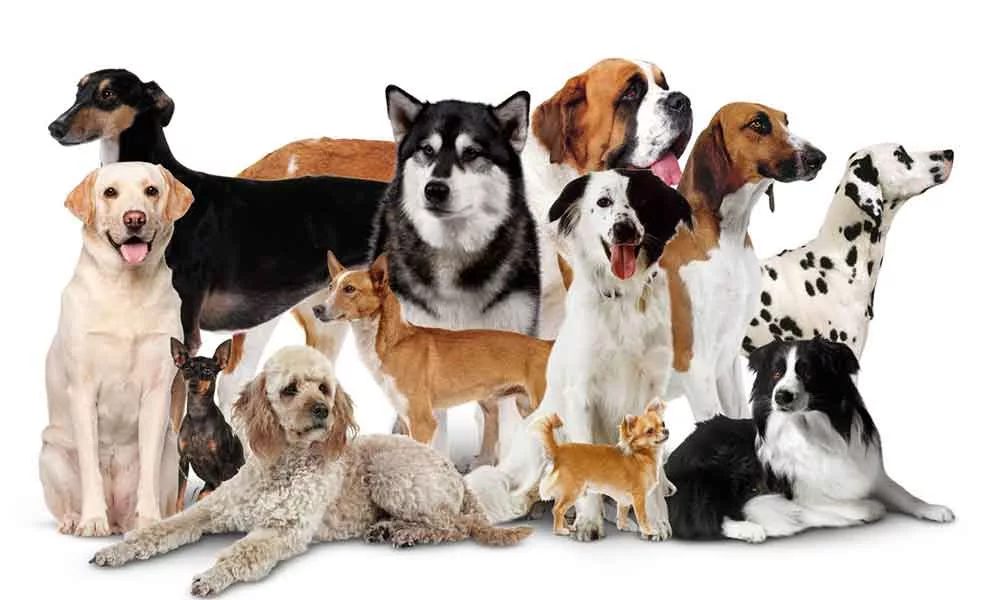 Породы собак биология. Разные собаки. Много собак. Разные породы собак. Разные собаки разных пород.