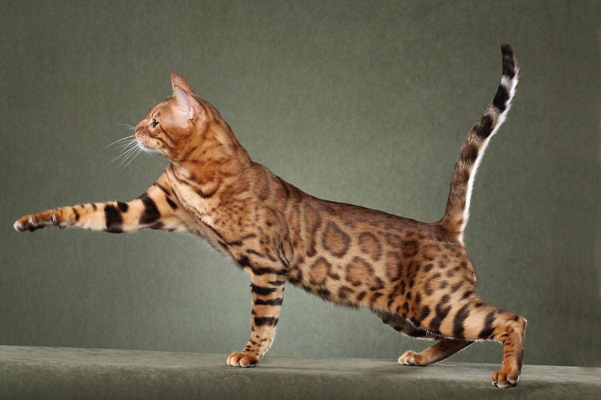 Необычные породы кошек: 10 самых удивительных, странных и интересных домашних котиков