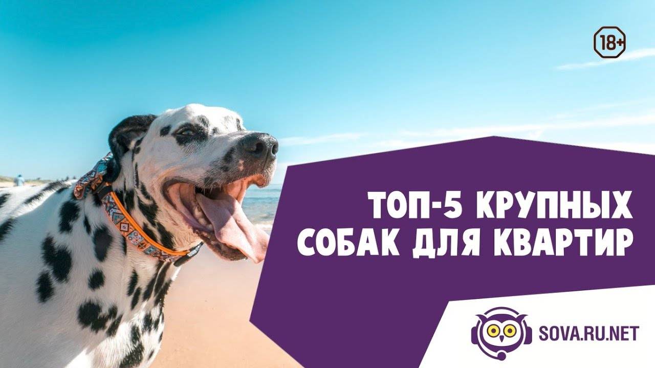 Топ-10 лучших пород собак для городской квартиры
топ-10 лучших пород собак для городской квартиры