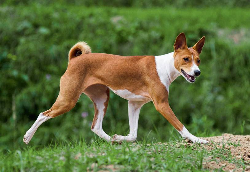 Порода собак, которая не лает: описание, характер, дрессировка :: syl.ru