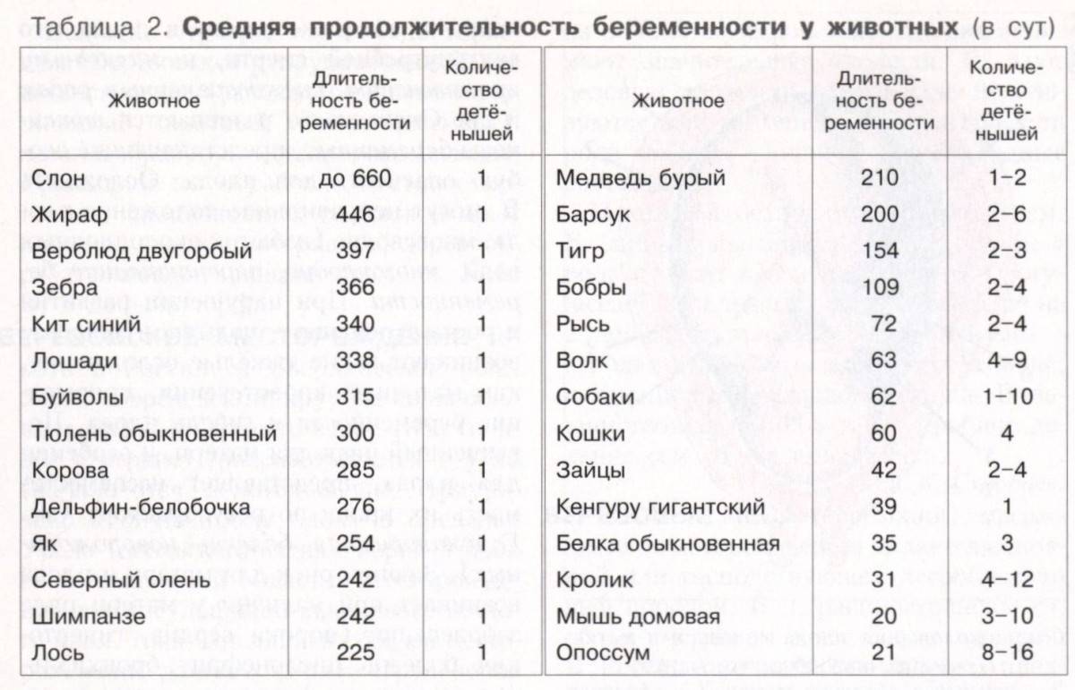 Сколько длится беременность у кроликов и сколько вынашивают крольчат?